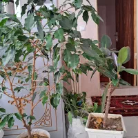 فروش گل بنجامین وفیکوس