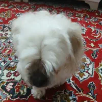 واگذاری سگ|سگ|رشت, لاکان|دیوار