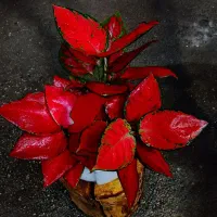 نمایشگاه گل و گیاه باران|گل و گیاه طبیعی|نیشابور, فضل|دیوار