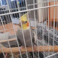 عروس هلندی نر سخنگو|پرنده|پاکدشت, پاکدشت (مامازند)|دیوار