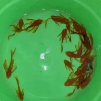 فروش کت فیش پوزه بوته ای