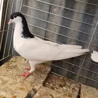 کفتر ماده یال مهر