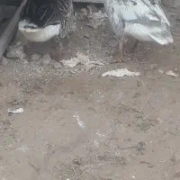 غاز محلی|حیوانات مزرعه|شیراز, کوشک بیدک|دیوار