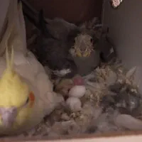 یه جفت عروس هلندی|پرنده|بروجن, |دیوار