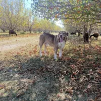 واگزاری سگ پژدر