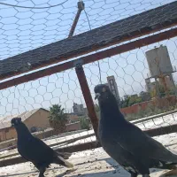کفتر دمب سفید|پرنده|شیراز, دباغ خانه|دیوار
