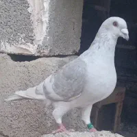 کبوتر نروماده و جوج برازجان