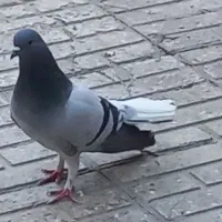 دمگیر نر خرقه|پرنده|اصفهان, پوریای ولی|دیوار