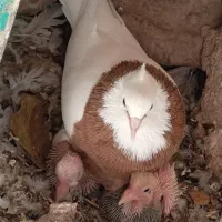 طوقی سرخ خال مشکی