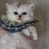 زیباترین مخلوقات بچه گربه ها|گربه|اصفهان, احمدآباد|دیوار