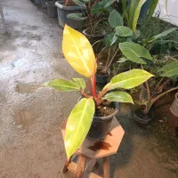 گل فیلودندرون پرتقالی گلدان ۱۷ ارسال رایگان + هدیه|گل و گیاه طبیعی|مشهد, خرم آباد|دیوار