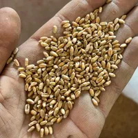 بذر گندم باسوله بوجاری شده
