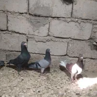 کبوتر نر|پرنده|جزنیک, |دیوار