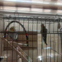 یک جفت عروس هلندی