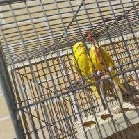 مرغ عشق مولد همراه با تخم|پرنده|بروجن, |دیوار