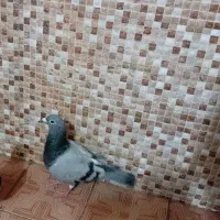 ماده سبز جان اردن