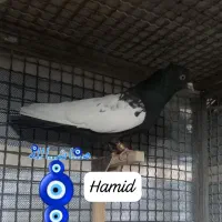 دسته سینه|پرنده|مرودشت, ثبت احوال|دیوار