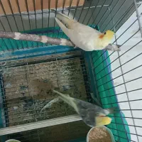 عروس هلندی|پرنده|کرج, شهرک یاس شمالی|دیوار