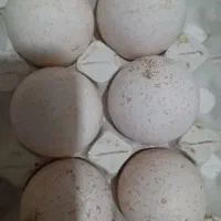 تخم بوقلمون نطفه دار