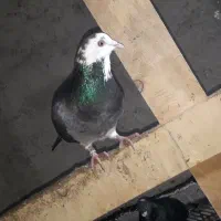 ابلغ|پرنده|نگین شهر, |دیوار