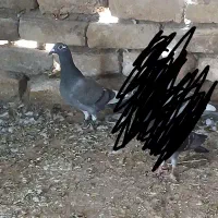 کبوتر|پرنده|رشتخوار, |دیوار