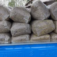 ذرت علوفه ای|لوازم جانبی حیوانات|فومن, |دیوار