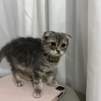 بچه گربه اسکاتیش فولد بلو گلد|گربه|قم, شهرک قدس|دیوار