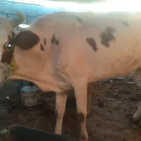 گاو خارجی دورگه ۵ کیلو شیر روزانه