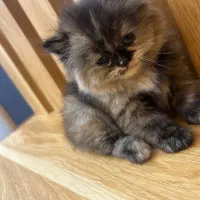 پرشین‌‌ عروسکی