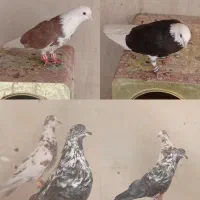 دو جف کبوتر .
