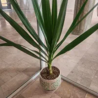 یوکا بسیار سالم و در حال برگ دهی