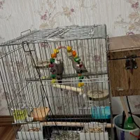 عروس هلندی با قفس