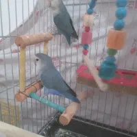 برزیلی جفت نروماده