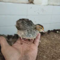 فروش مرغ وجوجه وبلدرچین وبوقلمون|حیوانات مزرعه|زرقان, |دیوار