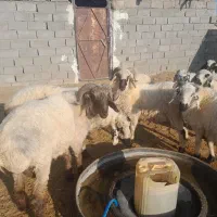 بره و شیشک فروشی سربیشه|حیوانات مزرعه|سربیشه, |دیوار