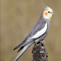 عروس پاریس گم شده