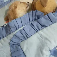 سگ کوچک|سگ|اسلامشهر, شهرک سعیدیه|دیوار