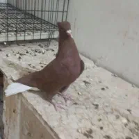 سرخ دم سفید