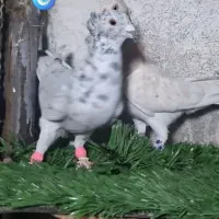 نروماده سار کاکلی عطیقه|پرنده|مشهد, کوی المهدی|دیوار