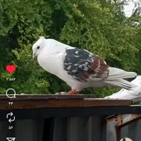 کبوتر‌گمشده|پرنده|رودهن, |دیوار