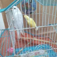 پرنده کوتوله برزیلی