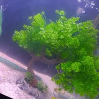 ماهی گوپی|ماهی|مشهد, شهرک بهارستان|دیوار