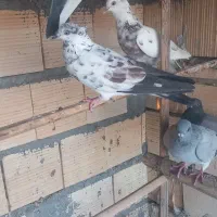 کبوتر پرشی چاهستان بارجدید|پرنده|بندرعباس, |دیوار