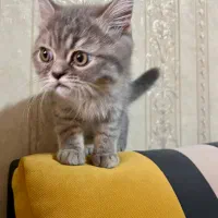 واگذاری بچه گربه