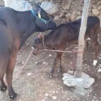 فروش گاو وگوساله