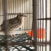 بلدرچین بخون وحشی