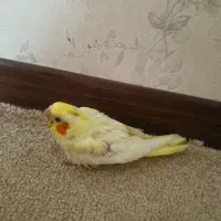 عروس هلندی ۴۰روزه سرلاک خور