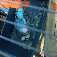 مرغ عشق|پرنده|مسجد سلیمان, |دیوار