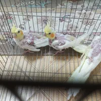 ۲ جفت عروس هلندی و ۳ عدد جوجه دونخور