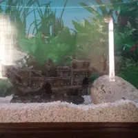 آکواریوم|ماهی|قدس, شهرقدس|دیوار